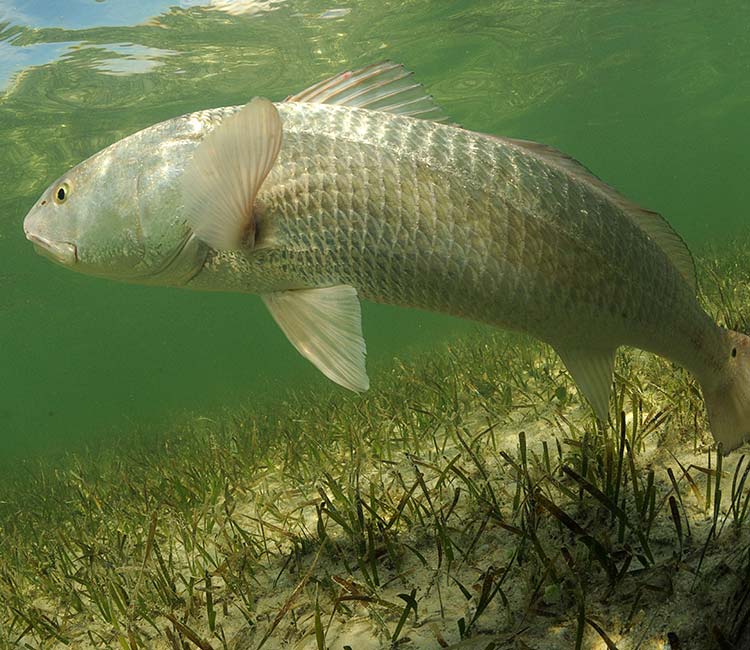 Redfish is swimming in the grass flats of the ocean