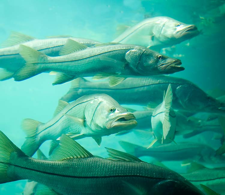 A School of Snook