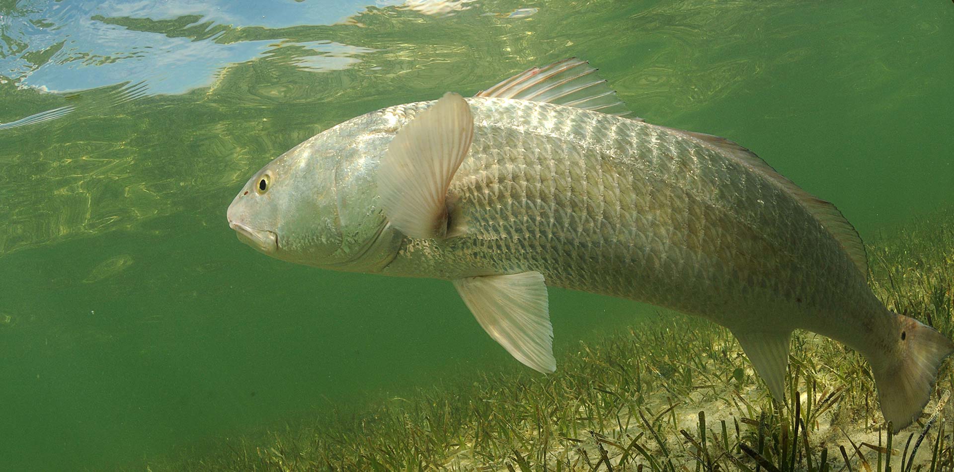 Redfish is swimming in the grass flats of the ocean