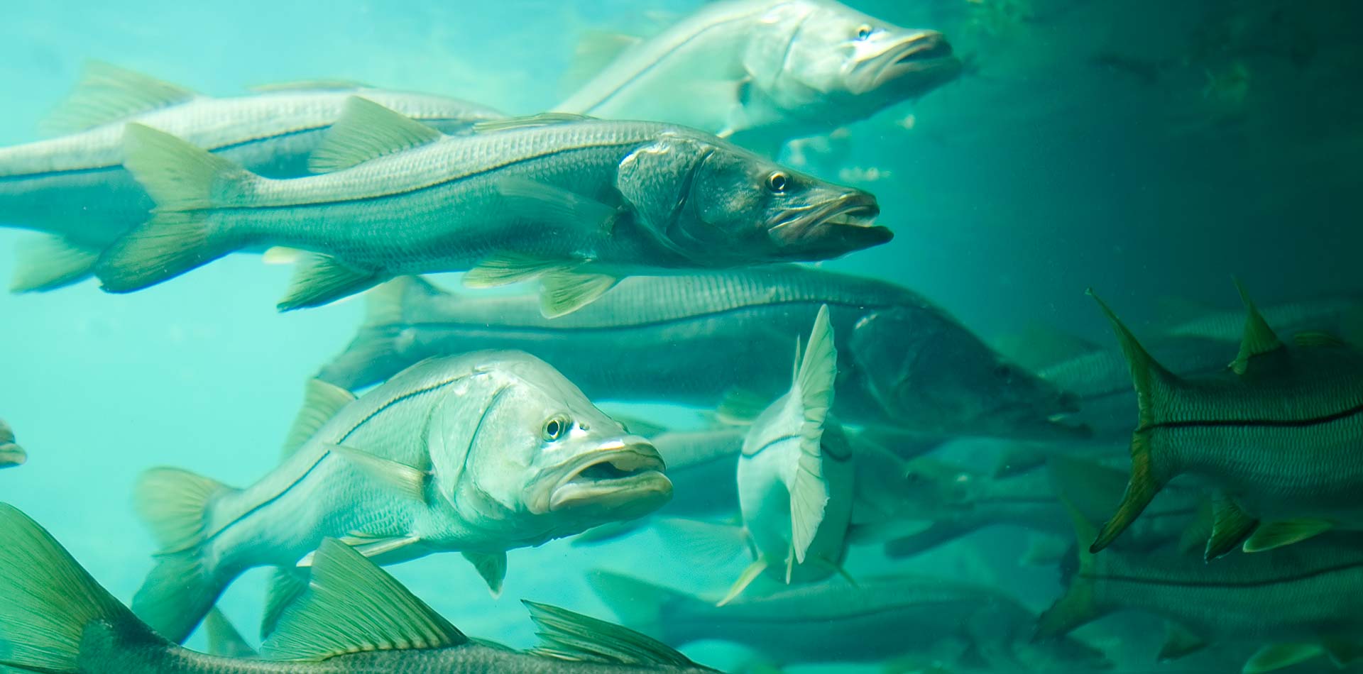 A School of Snook