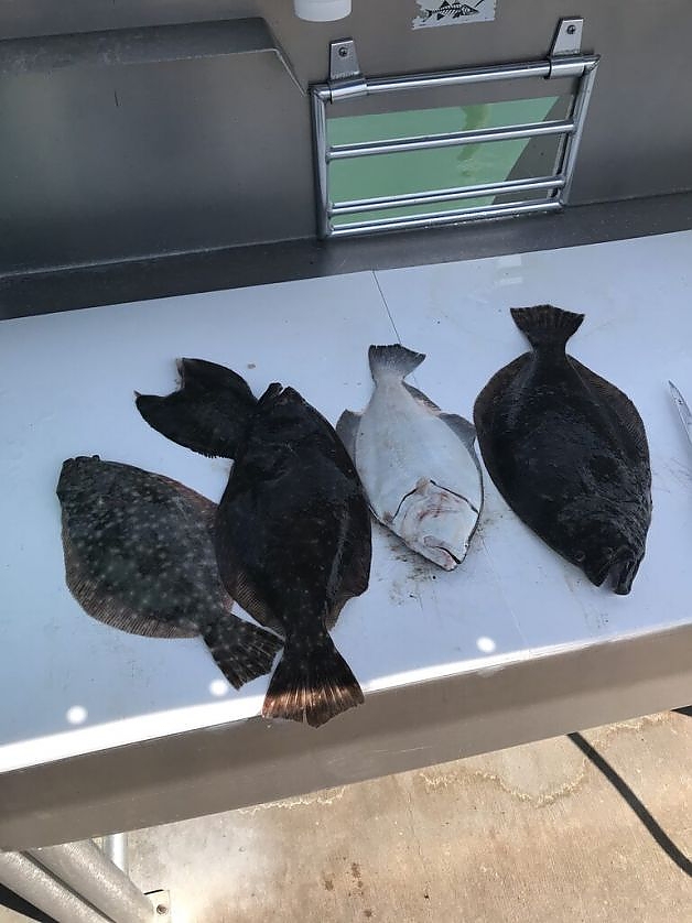 Front view of selection of fish caugh on 3-hour trip