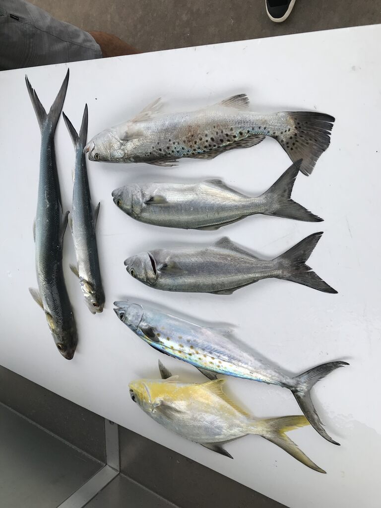 Various fish caught on fishing trip