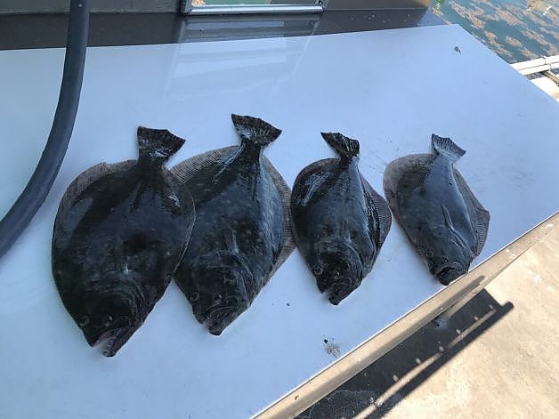 A selection of fish caugh on 3-hour trip