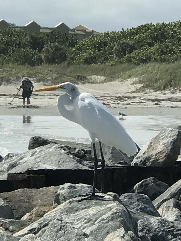 Seagull on rock